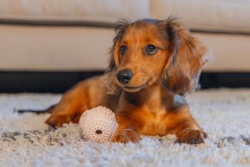 Actual product image Beeztees Puppy Dental Ball (Dog chew toy)