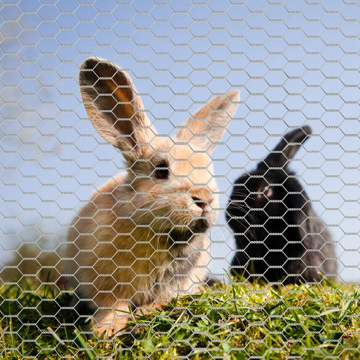 Actual product image Wiltec Aviary wire 5x1m rabbit wire 25mm mesh size hexagonal mesh fence (5 m)