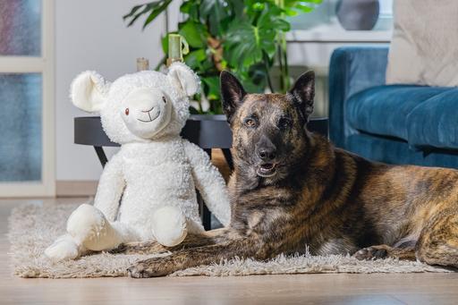 Image du produit Beeztees Bz Plu HD Splz XL Mouton Jessy (Jouet en peluche chien)