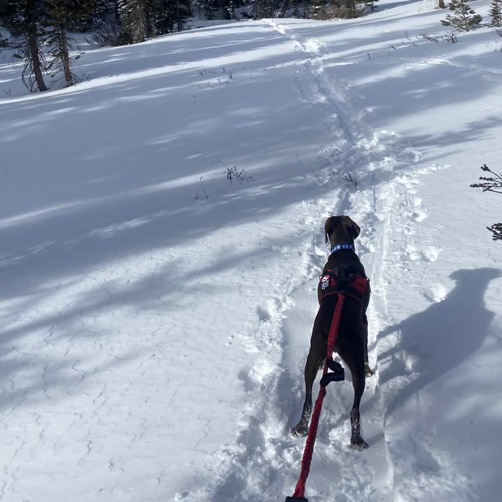 Immagine prodotto Fido Pro Guinzaglio da passeggio Remi con fascia e manici flessibili (Taglia unica, Cane)