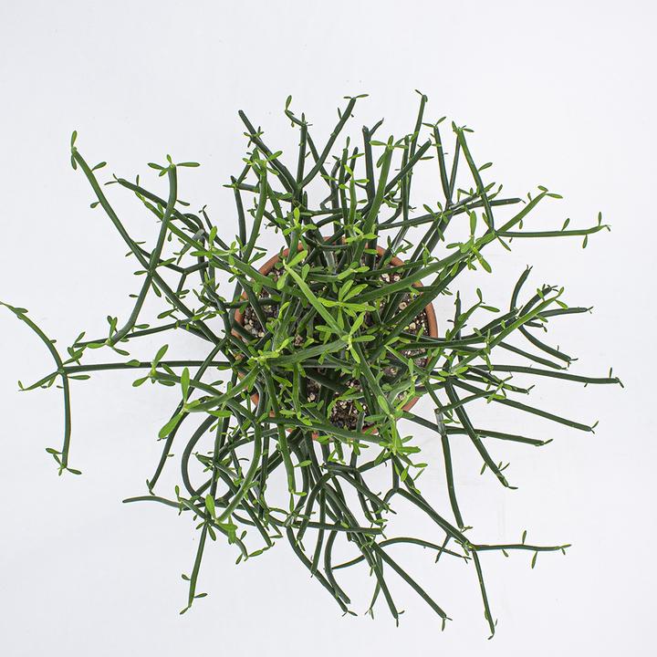 Produktbild Kakteen Gautschi Spaghettibaum (55 cm)