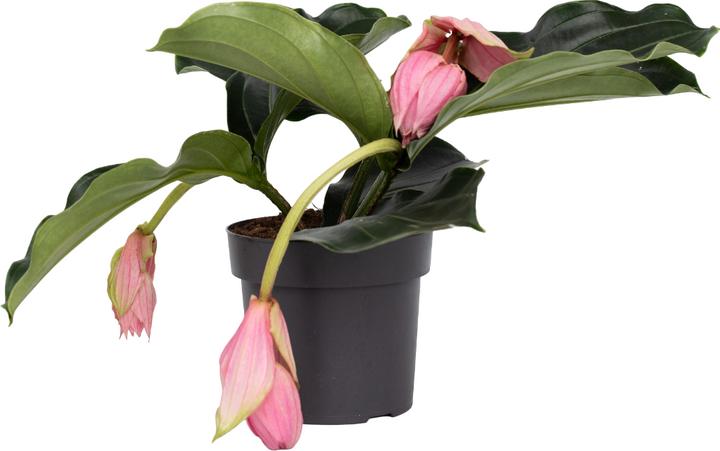 Produktbild Plant in a Box Medinilla Magnifica - Rosenmedinilla (40 cm)