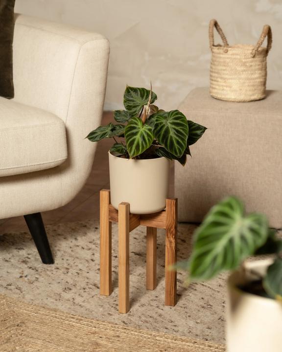 Actual product image feey Plant stand (Stelion | 16 cm Ø)