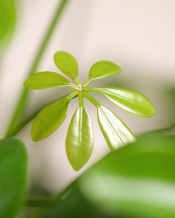 Image du produit feey Schefflera (55 cm, Fraîchement rempotés)