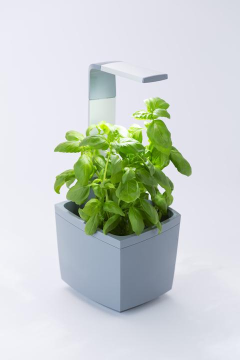 Actual product image Tregren Herb pot T3 (19.50 cm)