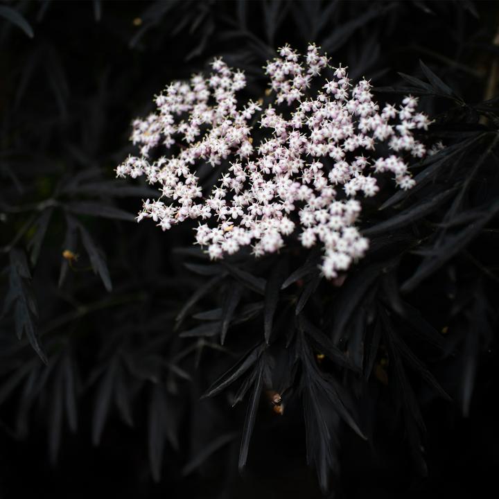 Produktbild Plant in a Box Sambucus nigra 'Black Lace' - 4er Set Holunder (25 cm)
