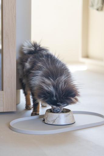 Actual product image Designed by Lotte Dog bowl Meis (0.16 l)