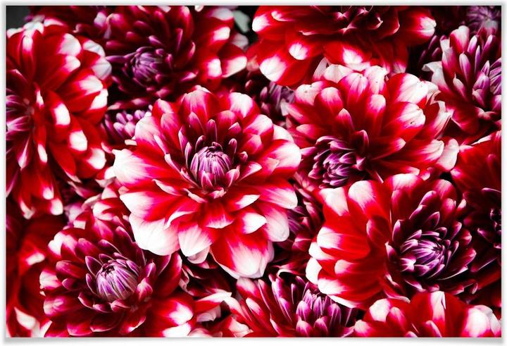 Immagine prodotto Trenddeko Splendore di fiori rossi (100 x 70 cm)