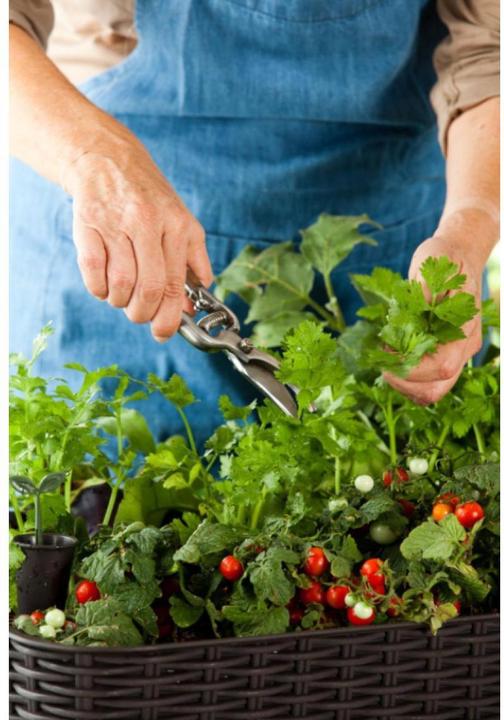 Produktbild Keter Easy Growing