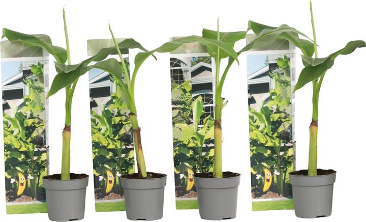 Immagine prodotto Plant in a Box Musa Basjoo - (25 cm)