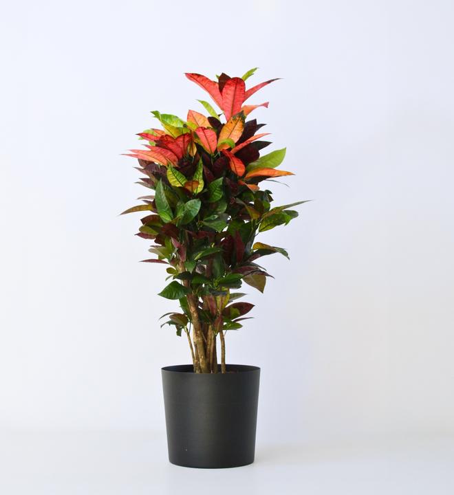 Image du produit Plant in a Box Codiaeum variegatum 'Mrs. Iceton' - Croton (120 cm)