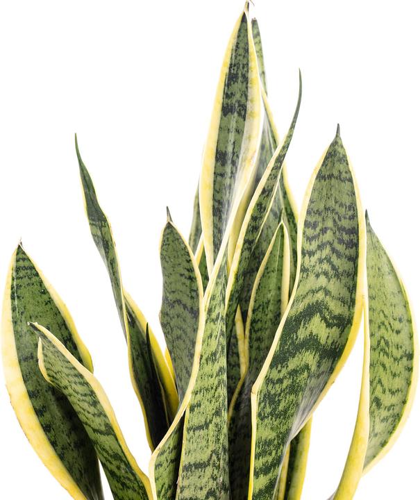 Image du produit Flowerbox Chanvre arctique - Sansevieria trifasciata Laurentii (45 cm)