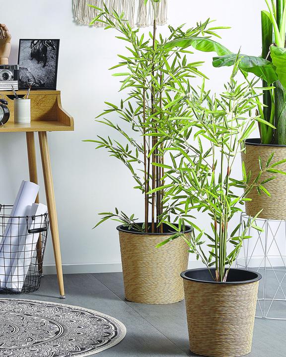 Produktbild Beliani Bambusa Vulgaris (100 cm)