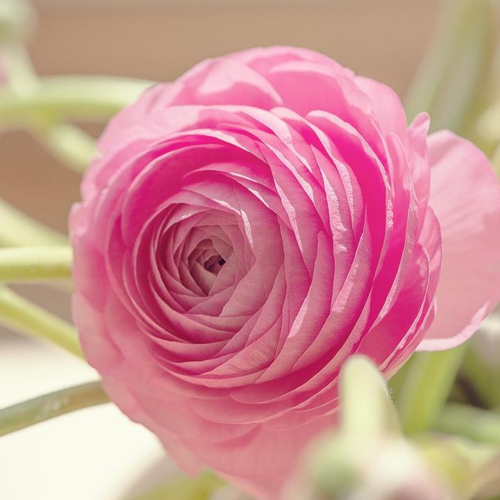 Produktbild Plant in a Box Ranunculus - 40er-Set Ranunkeln (40 cm)