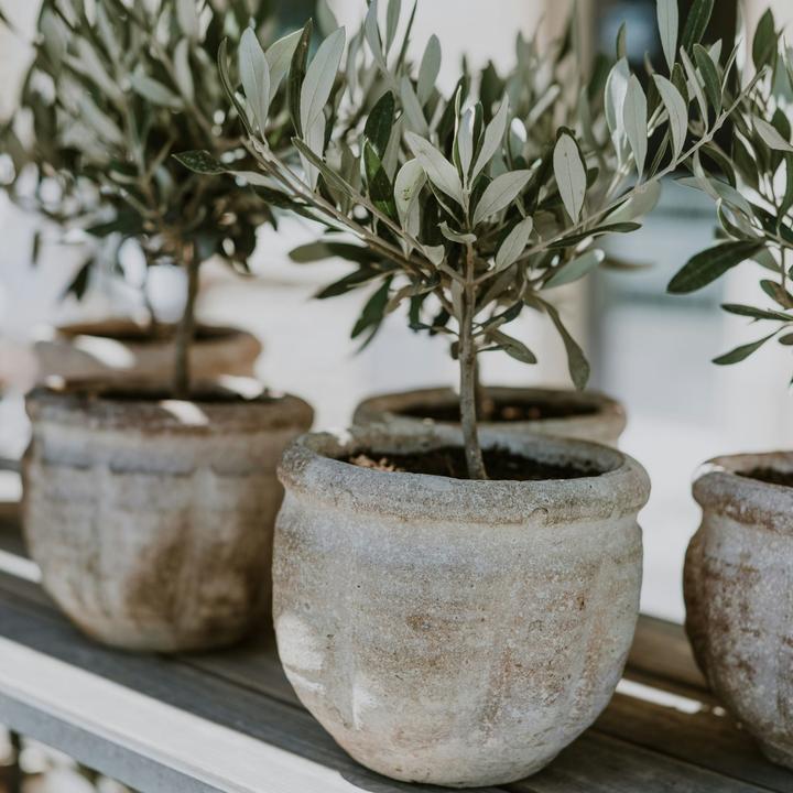 Produktbild Plant in a Box Olea Europaea (45 cm)