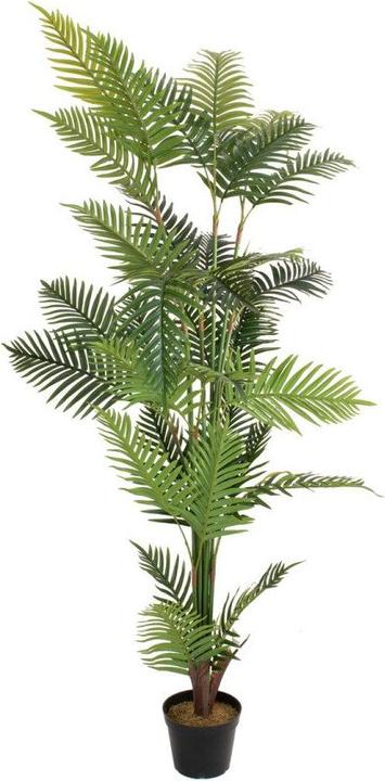 Image du produit Europalms Palmier Areca (180 cm)