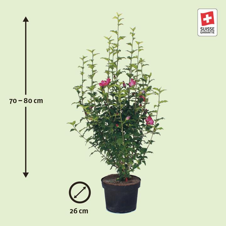 Actual product image Zulauf Eibisch / Hibiscus syr. 'Woodbridge' (80 cm)
