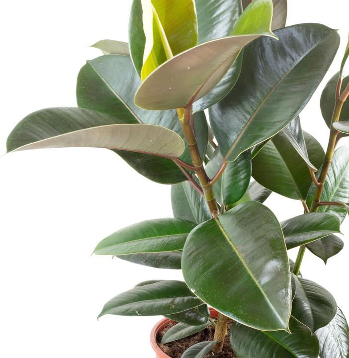 Actual product image Flowerbox Rubber tree - Ficus elastica "Robusta" (60 cm)