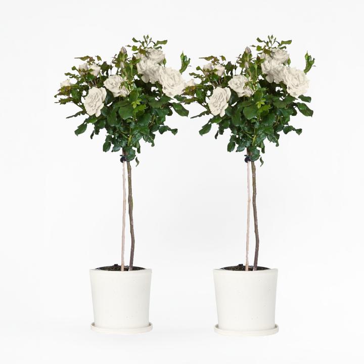 Immagine prodotto Plant in a Box Rosa Palace 'Kailani' - set di 2 rose a stelo (80 cm)
