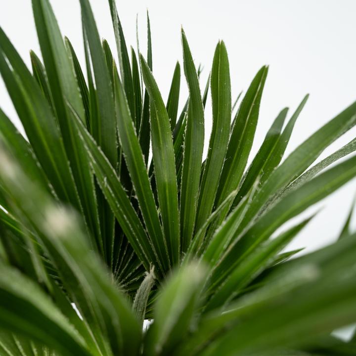 Image du produit Plant in a Box Chamaerops 'Vulcano' - Palmier nain volcanique (45 cm)