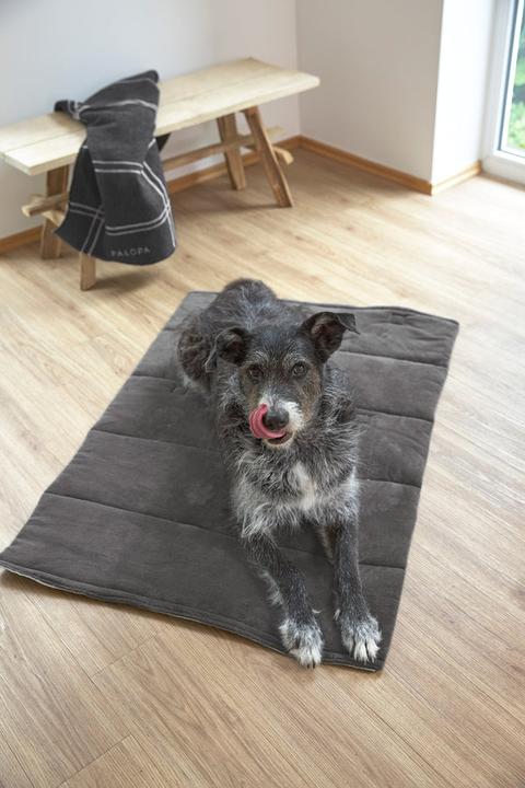 Actual product image Palopa Alma (Dog)