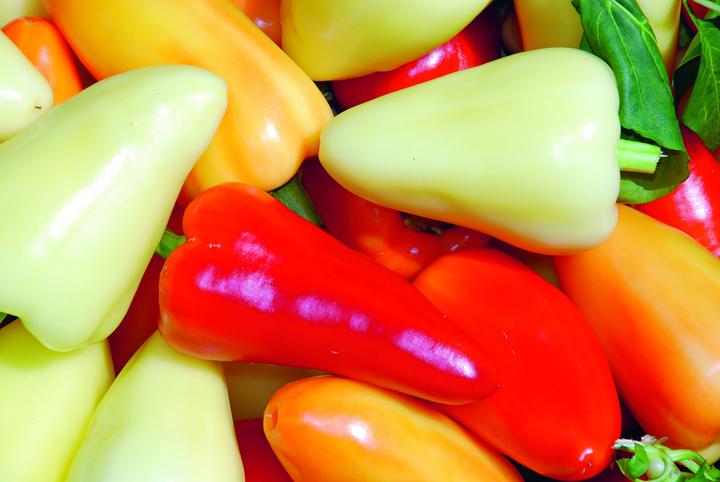 Actual product image Zollinger Bio Chili, Babura (Somborcka) (Seedlings)