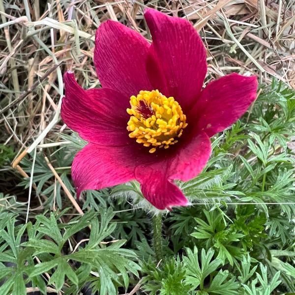 Immagine prodotto Säntispracht Set di 3, Il fiore di pasqua protetto - Pulsatilla vulgaris Red Shades