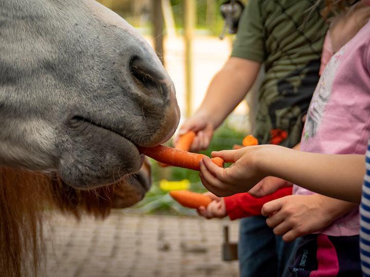 Produktbild Smartbox Spannender Familienausflug zum Erlebnisbauernhof nahe Stuttgart (4 Pers.)