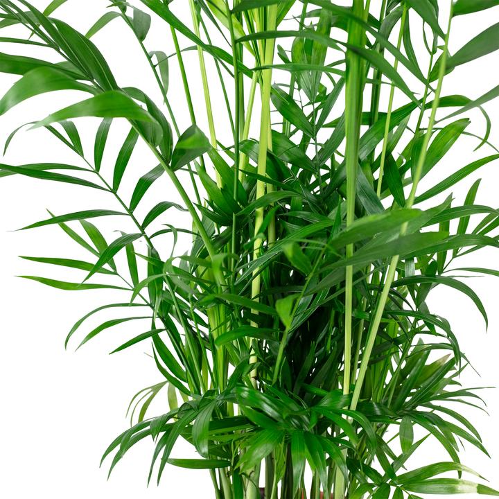 Produktbild Flowerbox Bergpalme - Chamaedorea elegans (55 cm)