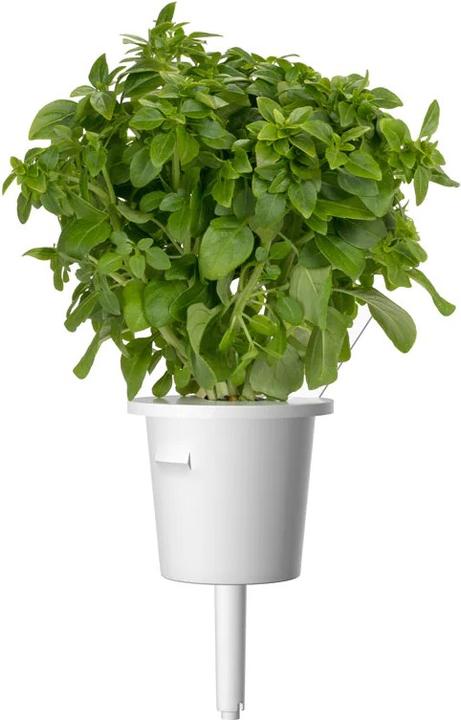 Actual product image Click and Grow Dwarf Basil (Herb seeds)