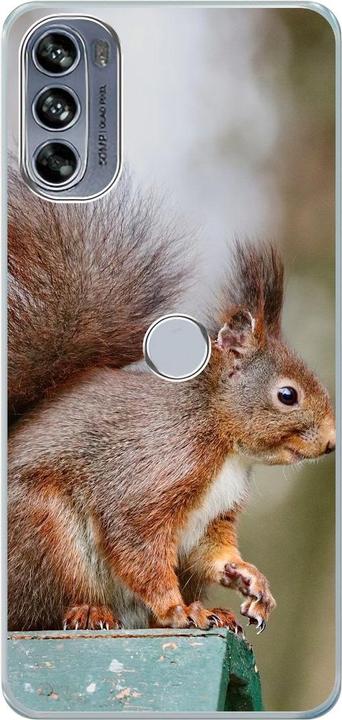 Squirrels