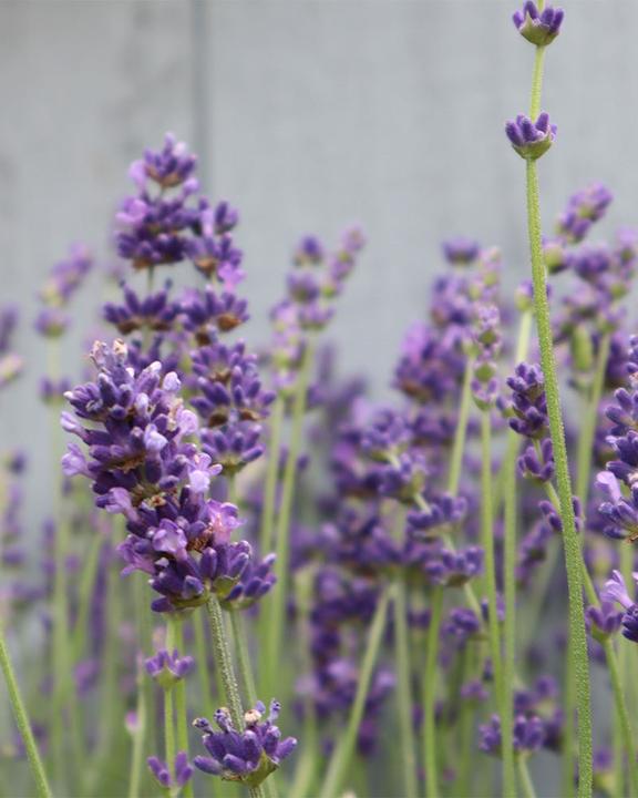 Immagine prodotto feey Lavendel (25 cm, Amichevole per gli animali)