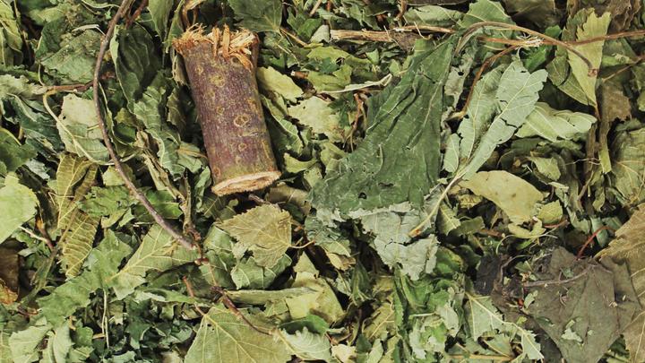 Immagine prodotto JR Farm Segreto della foresta (0.10 kg, 1 x)