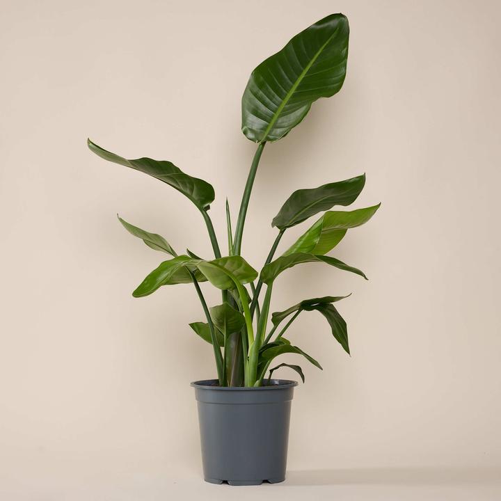 Produktbild Mary and Plants Strelitzia Nicolai mit Terrakotta Topf (70 cm)