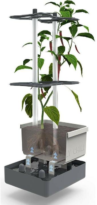Productafbeelding Gusta Garden Charly Chili (35 cm)