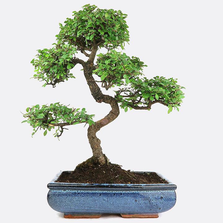 Produktbild Bonsai.ch Ulmus Chinesische Ulme (55 cm)