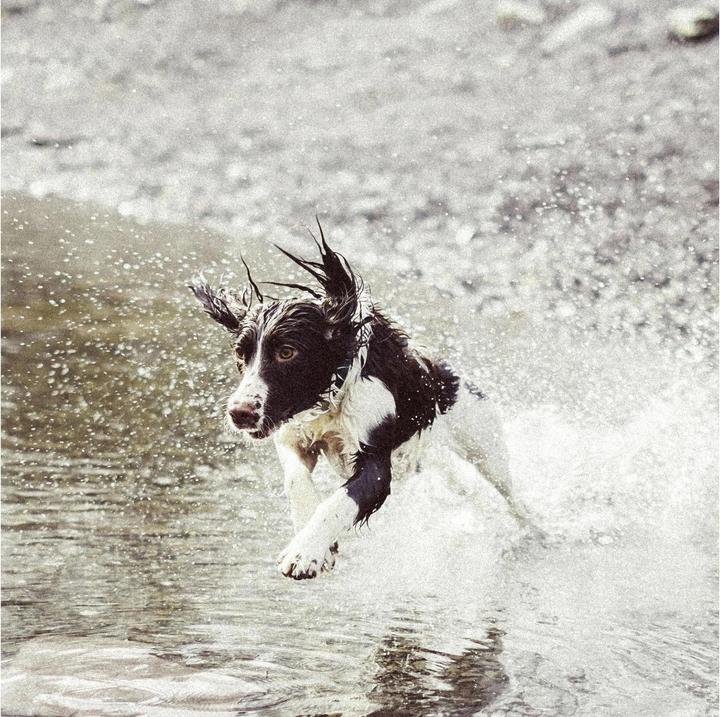 Productafbeelding Invoxia GPS Tracker voor huisdieren (Hond, Kat, Algemeen)
