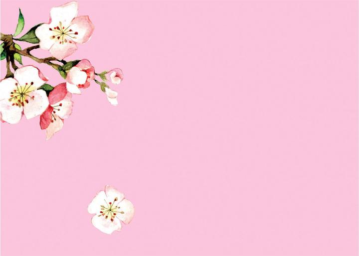 Image du produit Cedon Set papier à lettres fleur de cerisier.2037471 (100 pcs)