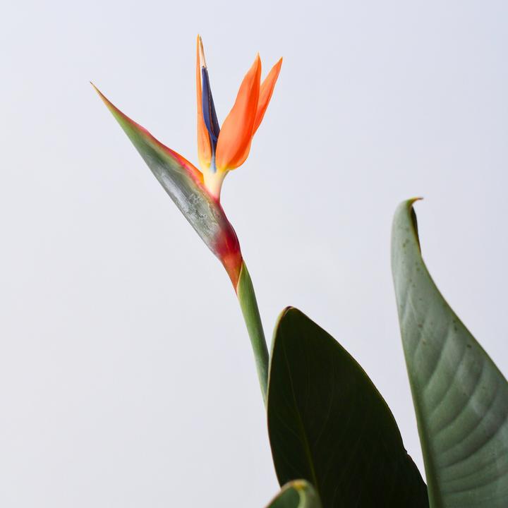 Actual product image Plant in a Box Strelitzia Reginea - Bird of paradise plant - With flower (80 cm)