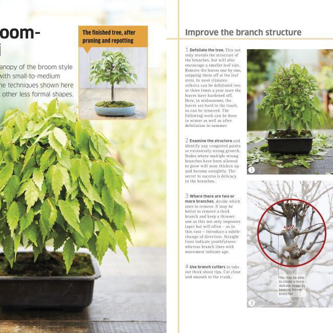 Actual product image bonsai (English, DK, 2014)