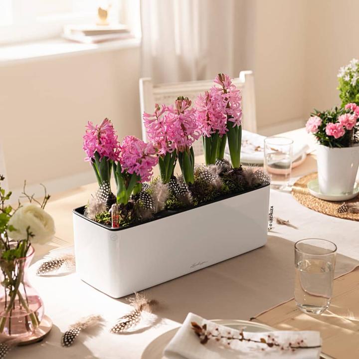 Immagine prodotto Lechuza Cubo lucido Triplo (14 cm)