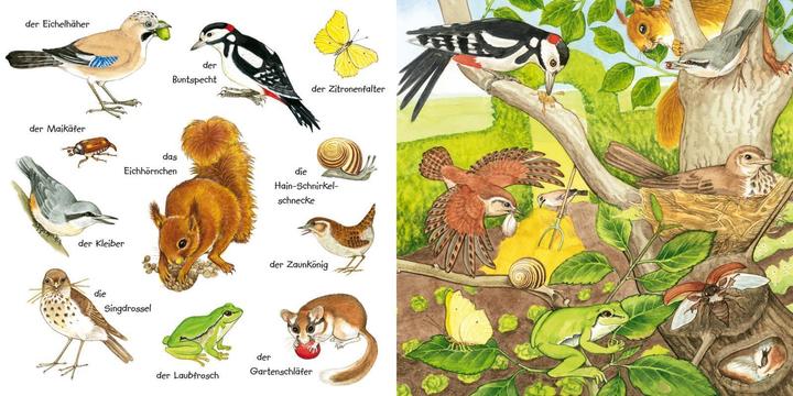 Produktbild Mein kleines buntes Bildwörterbuch: Tiere im Park und im Garten (Deutsch, Christine Henkel, 2024)