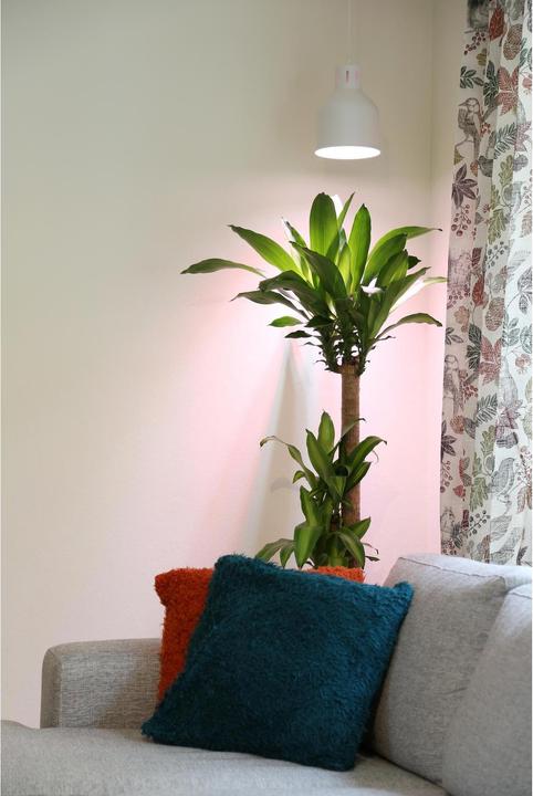 Produktbild Neogard Saga (LED, 230 V)
