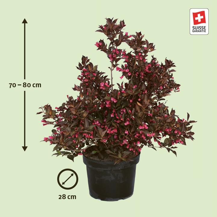 Immagine prodotto Zulauf Weigelie / Weigela florida 'Alexandra'® (80 cm)