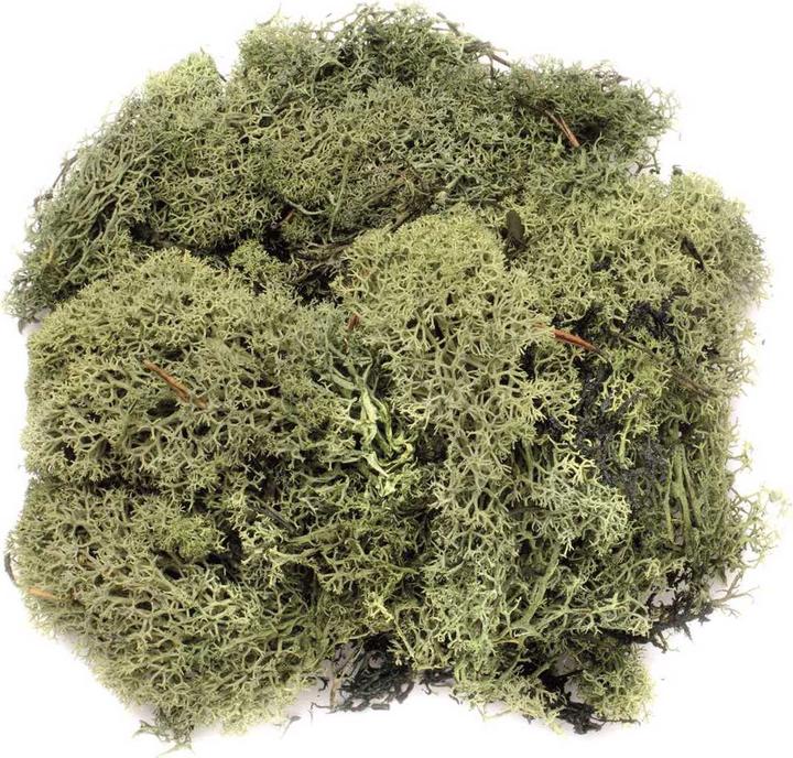 Glorex Iceland Moss