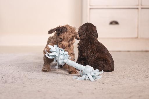 Image du produit Beeztees Puppy Corde à jouer Pim (Jouet à mâcher pour chien)