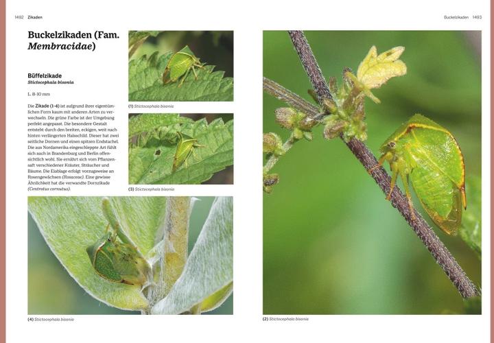 Produktbild Das grosse Handbuch Insekten (Deutsch, Ewald Gerhardt, 2021)