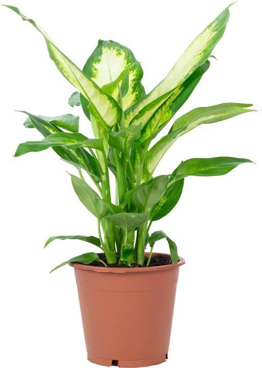 Image du produit Flowerbox Dieffenbachie - Dieffenbachia (35 cm)