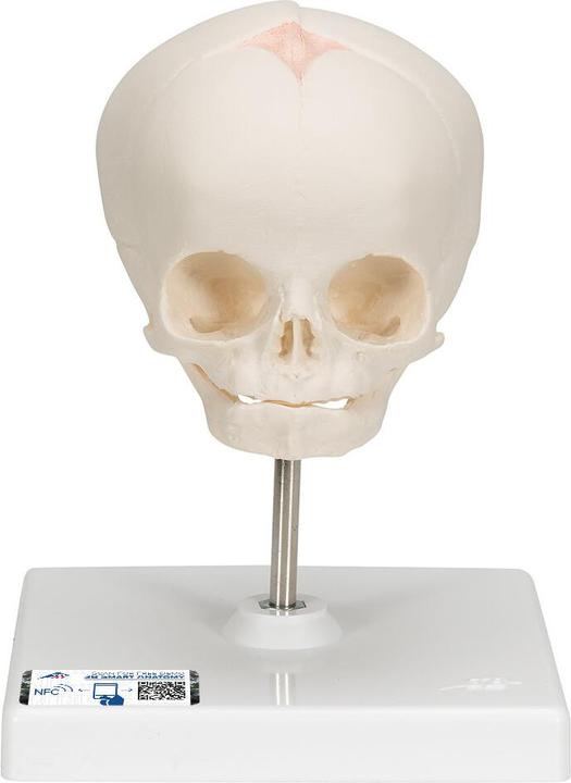 Immagine prodotto 3B Scientific Modello di cranio fetale, su supporto