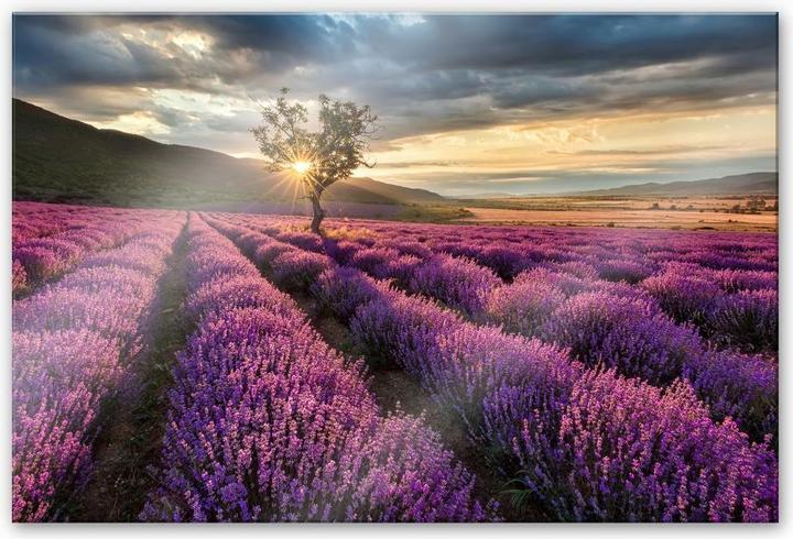 Image du produit Trenddeko La lavande en fleur en Provence (150 x 100 cm)